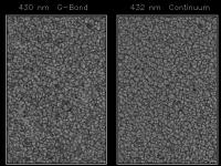 Image of Granulation