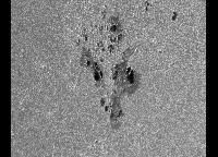 Image of AR 10386 (Blue cont.)