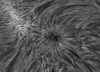 Image of AR 10781 (H-alpha)