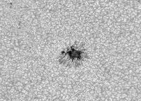 Image of AR 10781 (Red cont.)