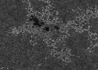 Image of AR 10781 (Ca II H)