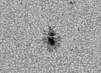 Image of AR 10789 (Blue cont.)