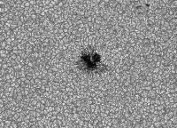 Image of AR 10789 (Blue cont.)