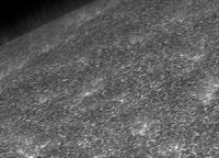 Image of solar pole (Ca II H)