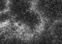 Image of AR 10874 (Ca II H)