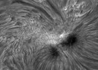 Image of AR 10875 (H-alpha)