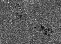 Image of AR 10879 (G Band)