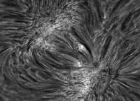 Image of AR 10879 (H-alpha)