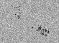 Image of AR 10879 (Red cont.)