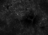 Image of AR 10892 (Ca II H)