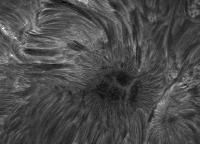 Image of AR 10892 (H-alpha)