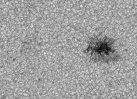 Image of AR 10901 (Blue cont.)