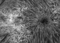 Image of AR 10901 (H-alpha)