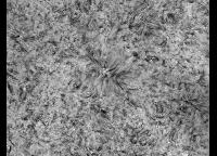 Image of Quiet Sun (H-alpha)