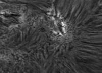 Image of AR 10955 (H-alpha)